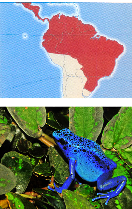 RANA AZUL VENENOSA (Dendrobates azureus)